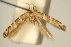 Spulerina catapasta