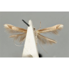 /filer/webapps/moths_gc/media/images/H/habrophanes_Cuphodes_PLT_ANIC31-053585_ventral.jpg