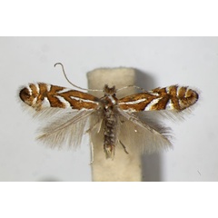 /filer/webapps/moths_gc/media/images/P/pyrifoliella_Phyllonorycter_A_ZSM_5.jpg