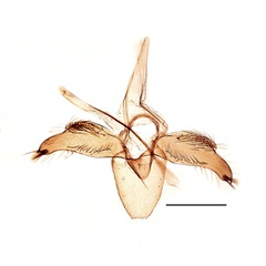 /filer/webapps/moths_gc/media/images/P/pastorella_Phyllonorycter_GM_Kirichenko-etal_2019_25.jpg