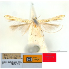 /filer/webapps/moths_gc/media/images/M/maculosa_Cuphodes_PLT5_31-087223_ANIC.jpg