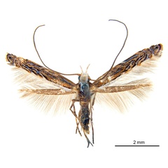 /filer/webapps/moths_gc/media/images/H/heteropsis_Pogonocephala_NT_ANIC.jpg