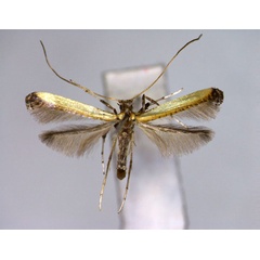 /filer/webapps/moths_gc/media/images/C/camphorae_Caloptilia_PT_EIHU.jpg