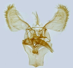 /filer/webapps/moths_gc/media/images/A/anglicella_Parornix_GM_Hall.jpg