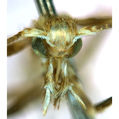 /filer/webapps/moths_gc/media/images/V/virosae_Diphtheroptila_PT7_head1_ANIC.jpg