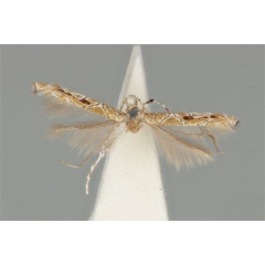 /filer/webapps/moths_gc/media/images/C/clisiophora_Acrocercops_ST_ANIC31-087232_dorsal.jpg