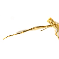 /filer/webapps/moths_gc/media/images/G/glochidia_Diphtheroptila_PT13_leg_ANIC.jpg