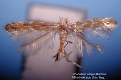 Phyllonorycter carpini