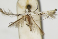 Spanioptila eucnemis