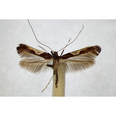 /filer/webapps/moths_gc/media/images/F/fidella_Caloptilia_A_ZSM_2.jpg