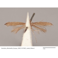 /filer/webapps/moths_gc/media/images/A/albistriatella_Epicephala_ST_ANIC31-074483_ventral.jpg