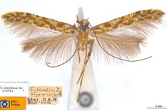 Caloptilia bryonoma