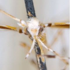 /filer/webapps/moths_gc/media/images/H/hedymopa_Acrocercops_ST_head_ANIC.jpg