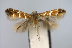 Cameraria acericola