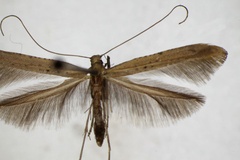 Caloptilia roscipennella