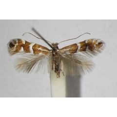 /filer/webapps/moths_gc/media/images/S/salicicolella_Phyllonorycter_A_ZSM_3.jpg