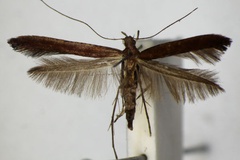 Caloptilia laurifoliae