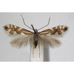 /filer/webapps/moths_gc/media/images/H/hauderiella_Phyllonorycter_A_ZSM.jpg