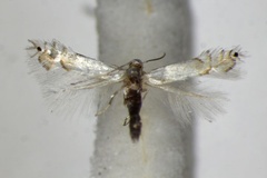 Phyllocnistis unipunctella