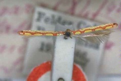 Macarostola miniella