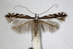 Micrurapteryx kollariella