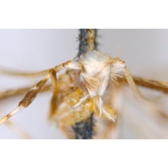 /filer/webapps/moths_gc/media/images/C/clisiophora_Acrocercops_ST3_head_ANIC.jpg