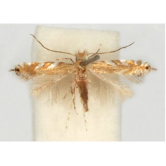 /filer/webapps/moths_gc/media/images/T/tenuicaudella_Phyllonorycter_HT_GAMNH.jpg