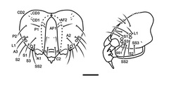 /filer/webapps/moths_gc/media/images/A/ambrosiavora_Atacamaptilia_head3_Espinoza-Donoso-etal_2022_412.jpg