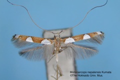 Monocercops nepalensis