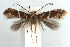 Phyllonorycter ocimellus