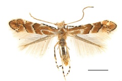 Phyllonorycter pterocaryae