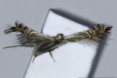 Phyllocnistis rotans