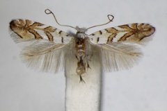 Phyllonorycter ochreojunctella