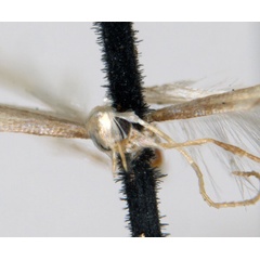 /filer/webapps/moths_gc/media/images/D/dichotoma_Phyllocnistis_ST1_head_ANIC.jpg