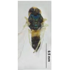 /filer/webapps/moths_gc/media/images/I/issikii_Phyllonorycter__Mischotetrastichus_frontalis_Kosheleva_et_al._2022_14.jpg