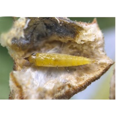 /filer/webapps/moths_gc/media/images/T/tecomae_Angelabella_pupa_Cerdena_etal_2026_1G.jpg