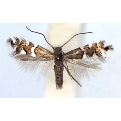 /filer/webapps/moths_gc/media/images/A/anderidae_Phyllonorycter_A_WJDP.jpg