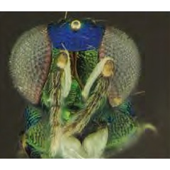 /filer/webapps/moths_gc/media/images/I/issikii_Phyllonorycter_Achrysocharoides_nagasawi4_Kosheleva_et_al._2022_16.jpg