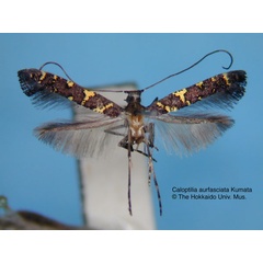 /filer/webapps/moths_gc/media/images/A/aurifasciata_Caloptilia_HT_EIHU.jpg