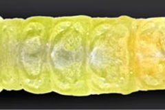 Phyllocnistis hyperpersea
