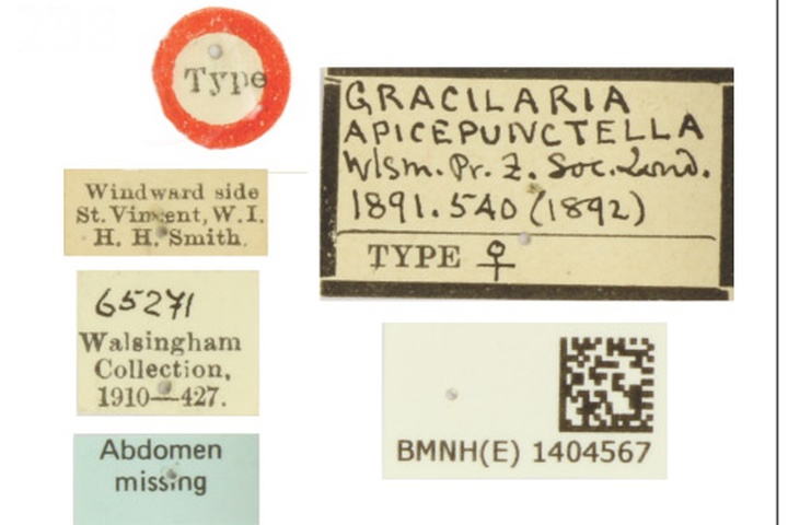 /filer/webapps/moths_gc/media/images/A/apicepunctella_Acrocercops_HT_1404567_BMNH_Labels.jpg