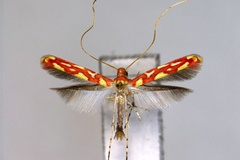 Macarostola japonica