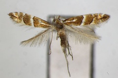 Phyllonorycter japonica