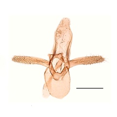 /filer/webapps/moths_gc/media/images/U/ulmifoliella_Phyllonorycter_GM_Kirichenko-et-al_2019_26.jpg