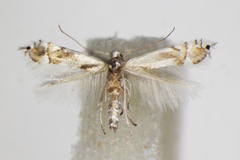 Phyllocnistis saligna