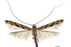 Diphtheroptila crotonella