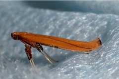 Caloptilia roscipennella