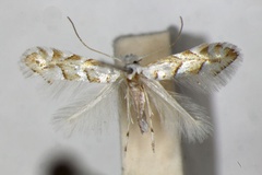 Phyllonorycter obtusifoliella