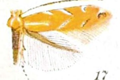 Cremastobombycia solidaginis