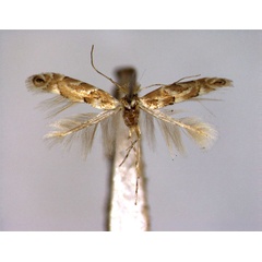 /filer/webapps/moths_gc/media/images/P/pastorella_Phyllonorycter_A_EIHU_female.jpg